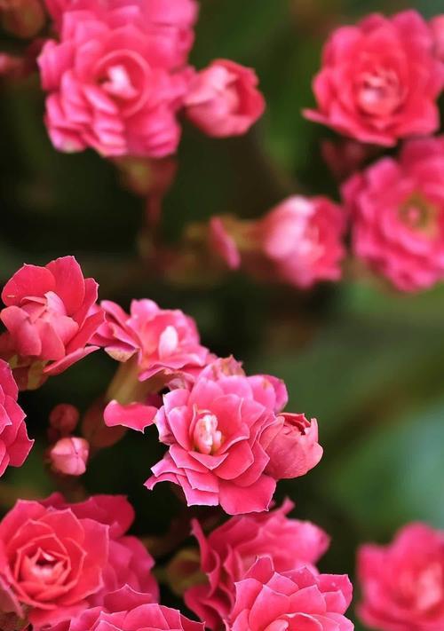 长寿花的花语是什么？表情包中如何表达？