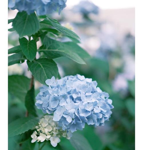 绣花球花的寓意和花语是什么？