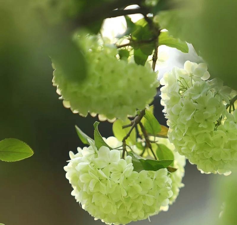 绣花球花的寓意和花语是什么？