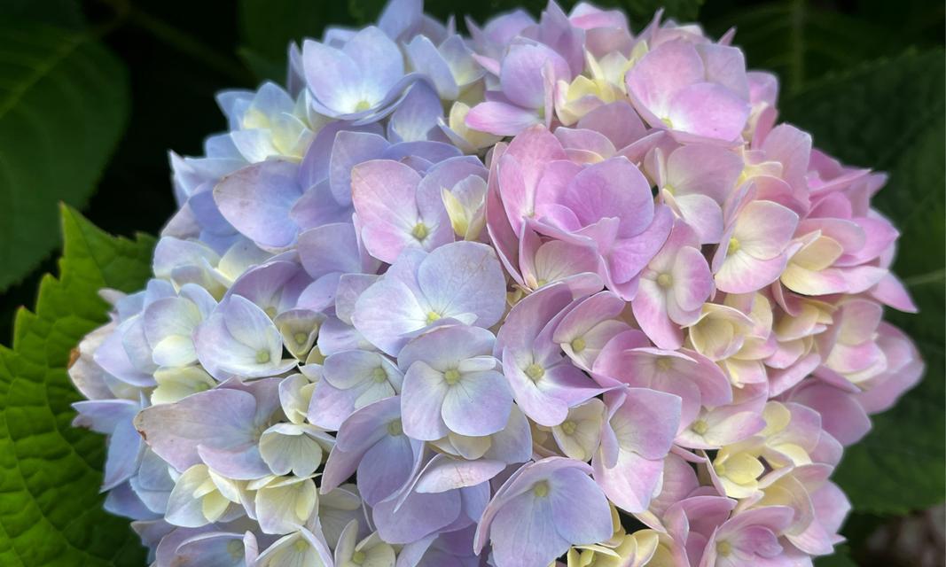 绣花球花的寓意和花语是什么？