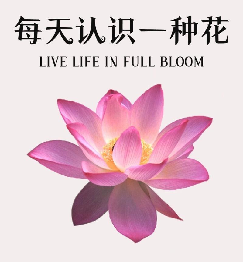 青莲和荷花的花语有何区别？它们各自代表了什么？