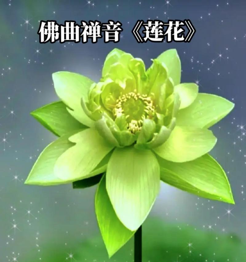 青莲和荷花的花语有何区别？它们各自代表了什么？