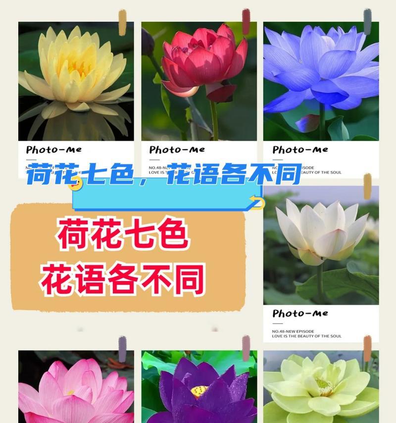 青莲和荷花的花语有何区别？它们各自代表了什么？