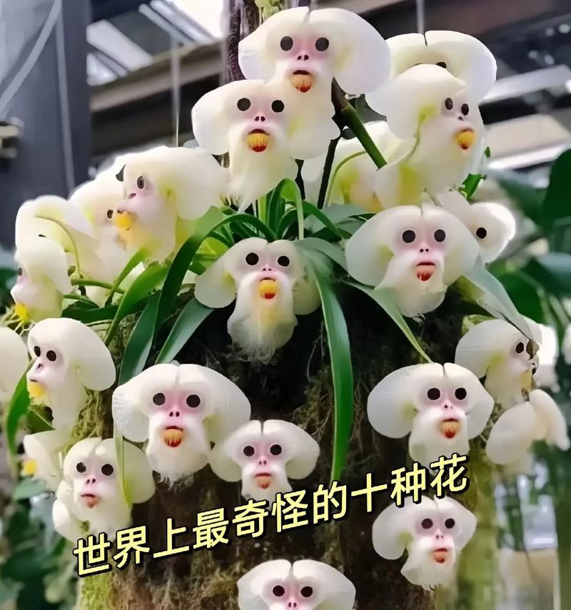 比较搞笑的花语是什么？哪些花语让人忍俊不禁？