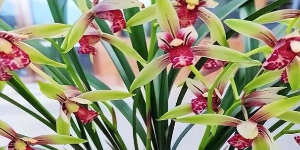 建兰红满天象征着什么？它的花语有何寓意？