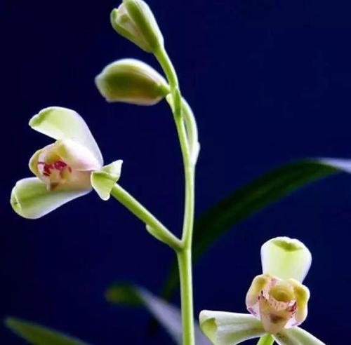 建兰红满天象征着什么？它的花语有何寓意？