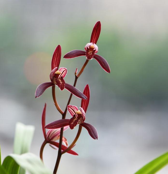 建兰红满天象征着什么？它的花语有何寓意？