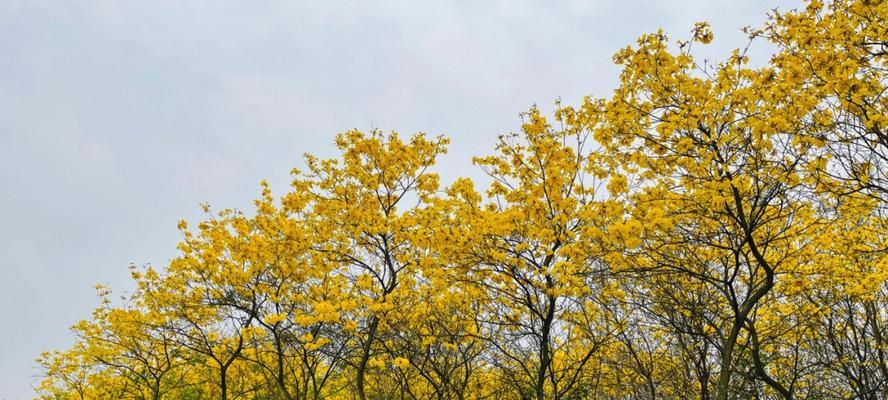 黄色风铃木花语是什么？黄色风铃木的象征意义是什么？