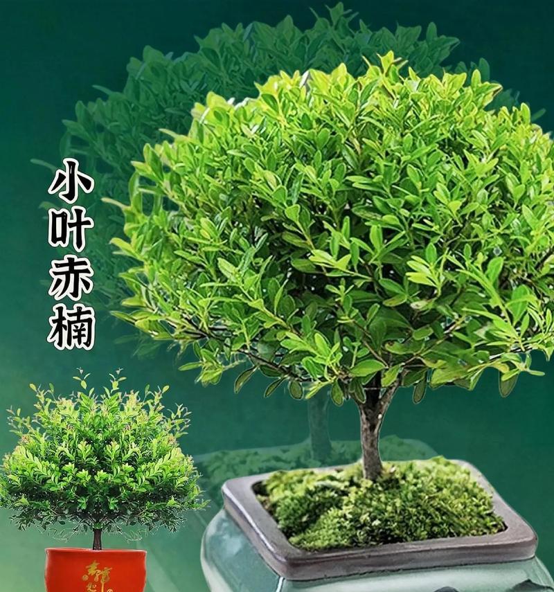 金丝楠木花的寓意和花语是什么？金丝楠木花有何特殊含义？