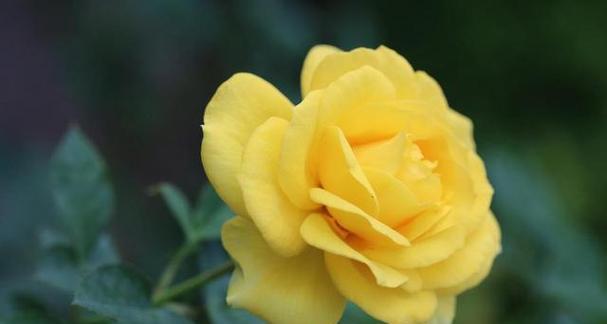 三色巴黎的花语是什么花？它代表了什么？