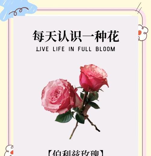 三色巴黎的花语是什么花？它代表了什么？