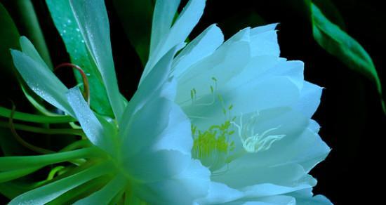 粉昙花的花语寓意是什么？它有什么特别含义？