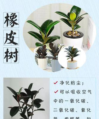 九种绿植的寓意和花语分别是什么？它们各自有何特点？
