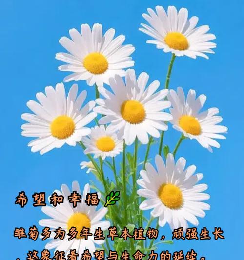 九种绿植的寓意和花语分别是什么？它们各自有何特点？