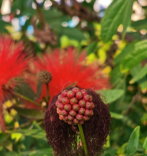红绒花的花语是什么？为什么听起来这么好听？