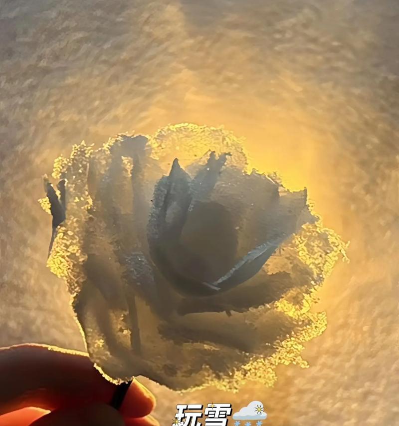 男朋友制作雪玫瑰花代表什么？雪玫瑰花语有何深意？