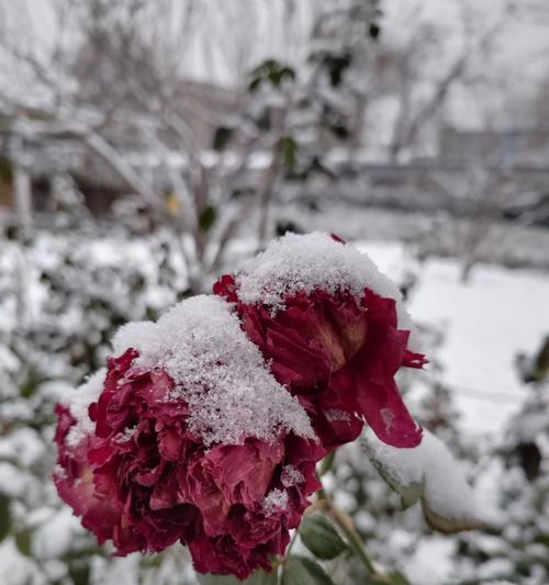 男朋友制作雪玫瑰花代表什么？雪玫瑰花语有何深意？