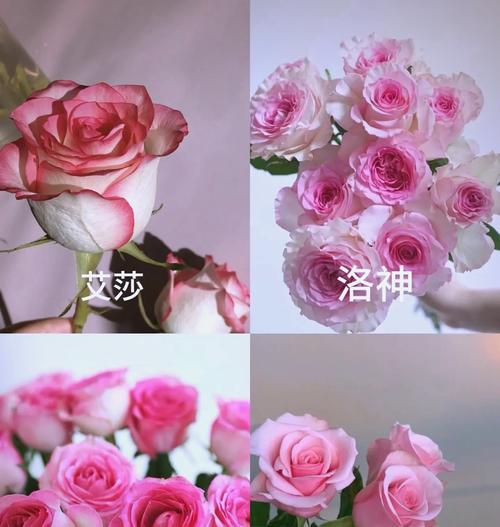 玫瑰花里放多少寓意是什么？如何表达爱意？