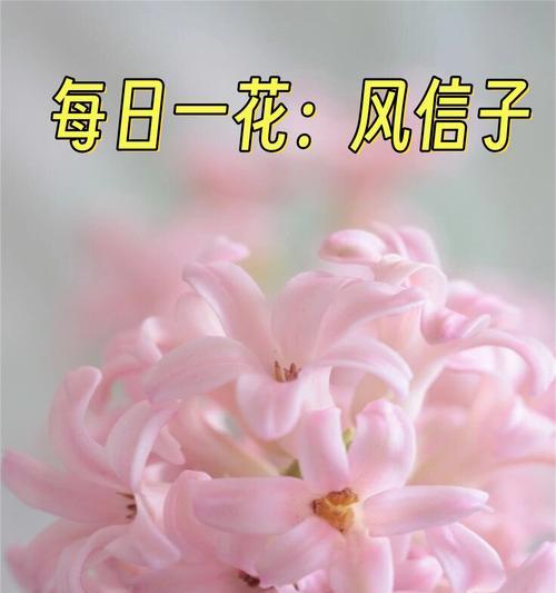 花语传递爱意，孩子能理解吗？