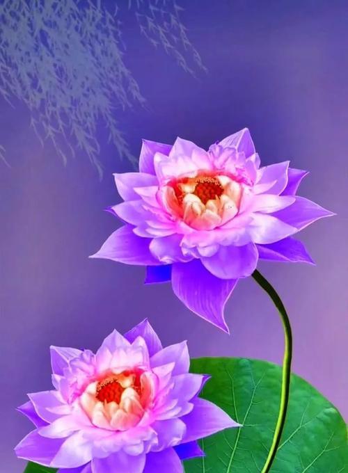 紫色花的花语有哪些？它们各自代表什么含义？