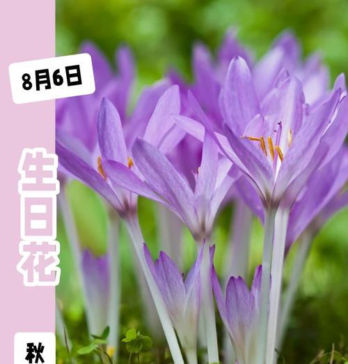 紫色花的花语有哪些？它们各自代表什么含义？