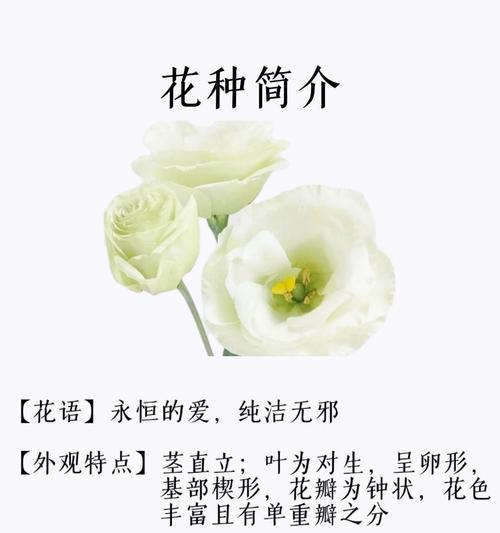 花语永不服输的含义是什么？