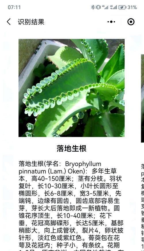 花语永不服输的含义是什么？