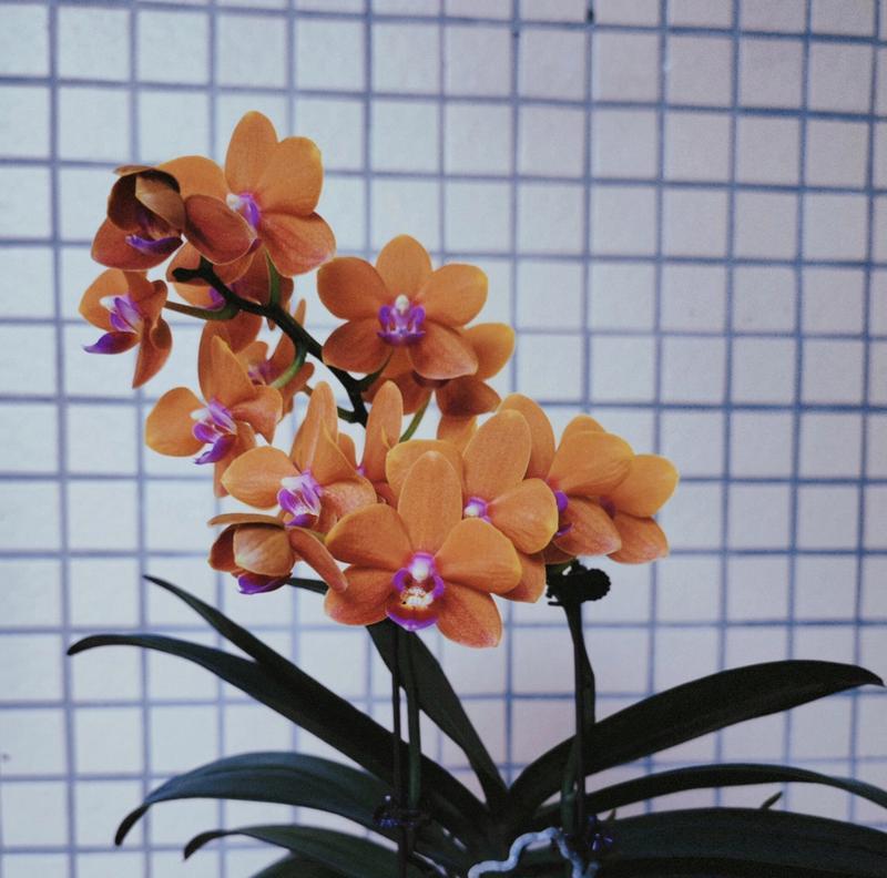 蝴蝶兰小梅花代表了哪种情感？