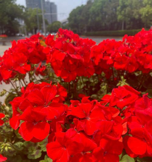 马蹄黄花的花语有哪些？它代表了什么？