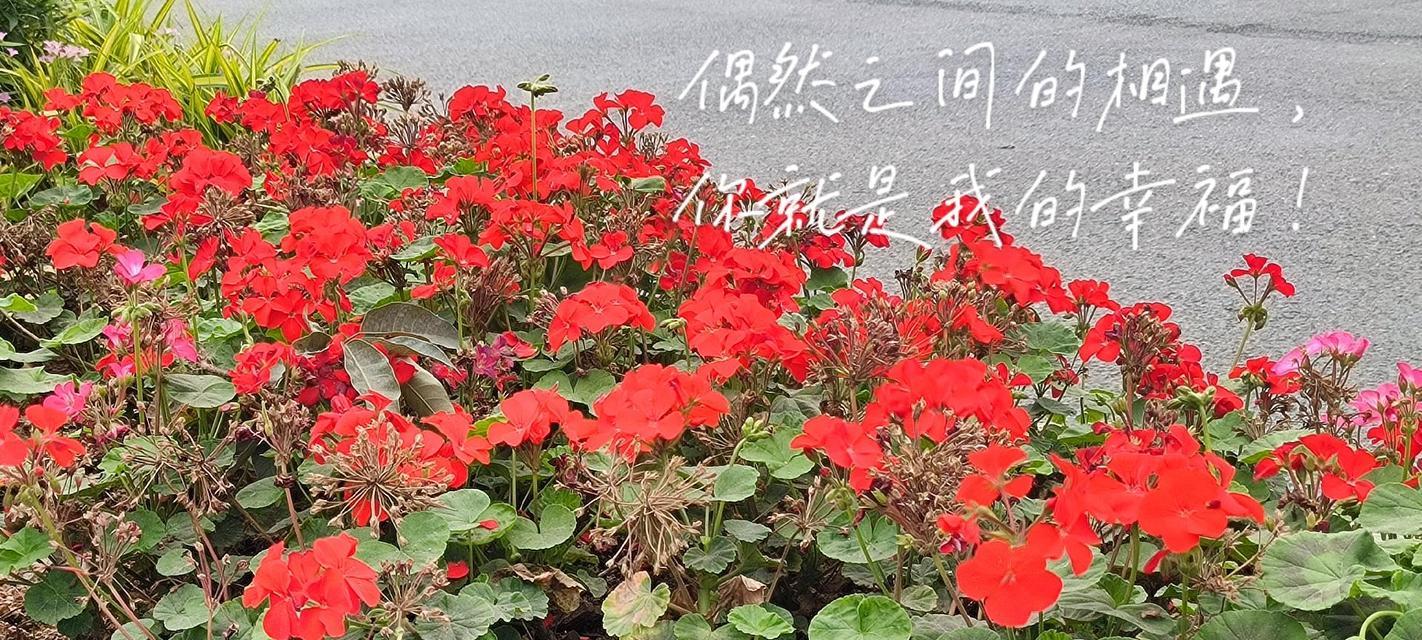 马蹄黄花的花语有哪些？它代表了什么？