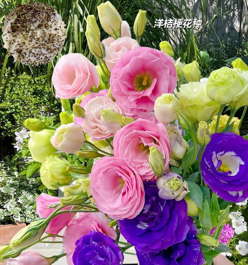 热门花语为何受点赞？点赞量高的花语有何特点？