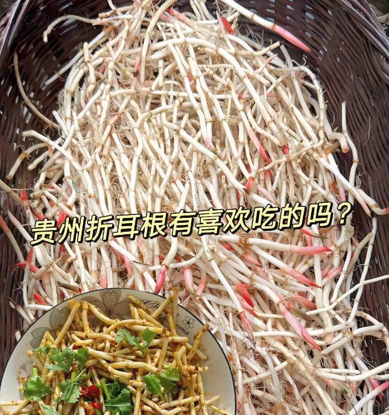 折耳根在中国的花语是什么？折耳根有哪些文化含义？