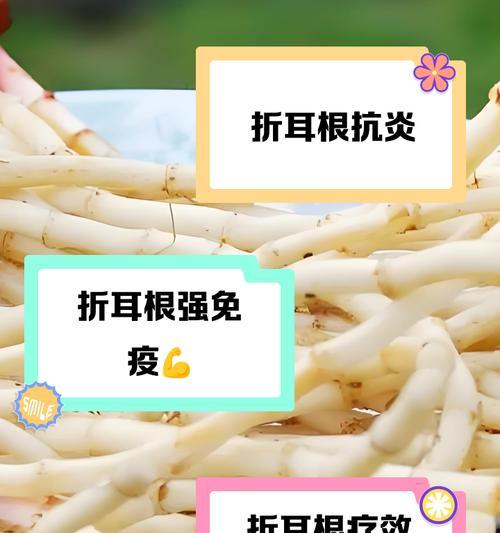折耳根在中国的花语是什么？折耳根有哪些文化含义？