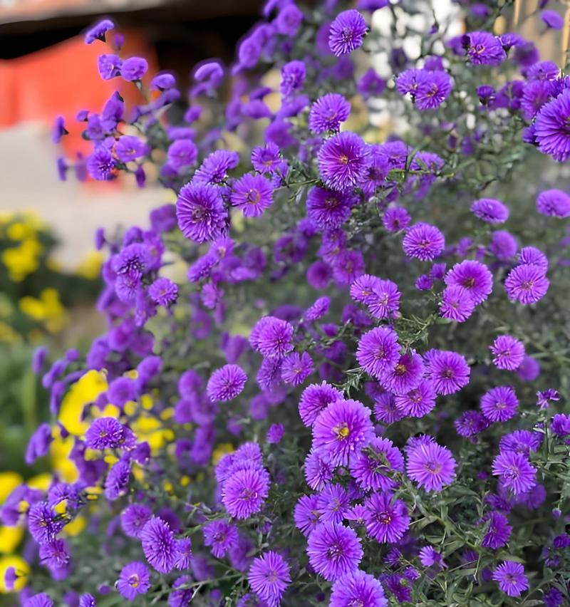 紫宛花语代表什么？