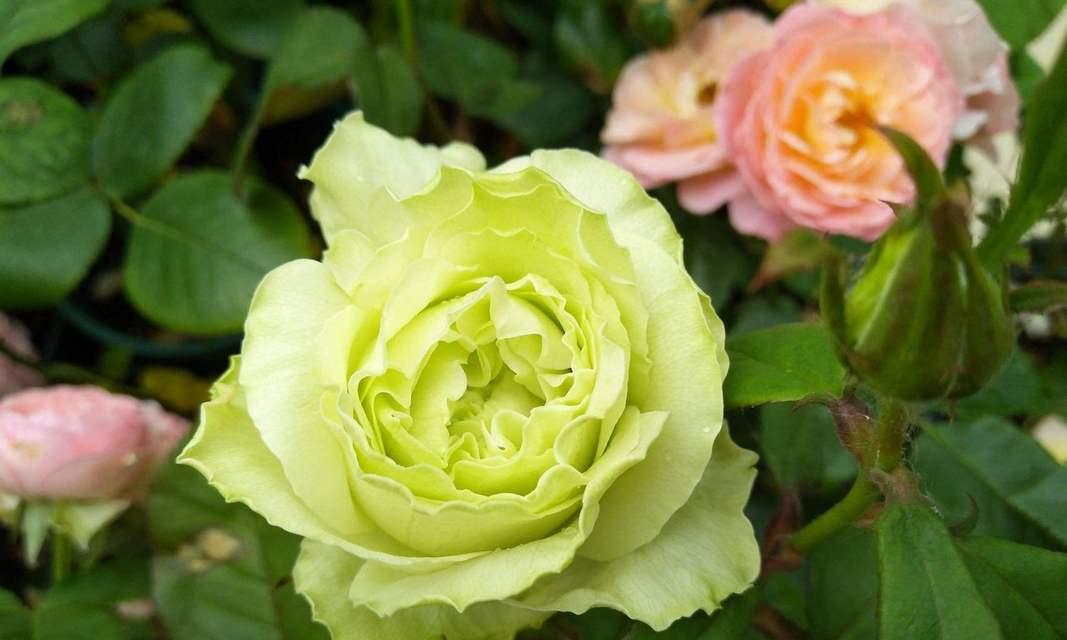 月季金色波浪的花语有何特别之处？