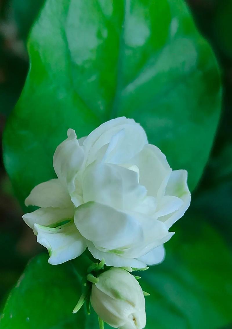 茉莉花的花语有哪些既好听又简单的？