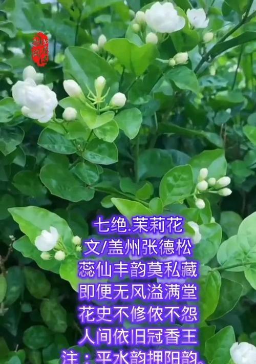 茉莉花的花语有哪些既好听又简单的？