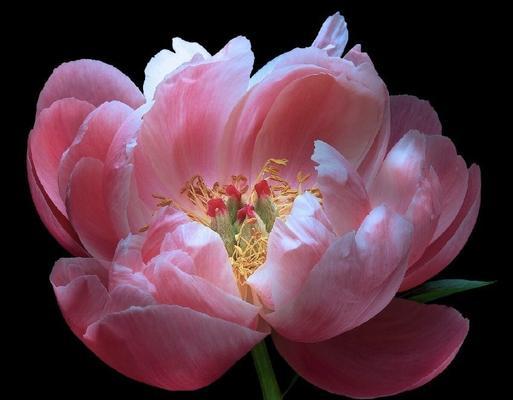 笛花的花语寓意是什么？