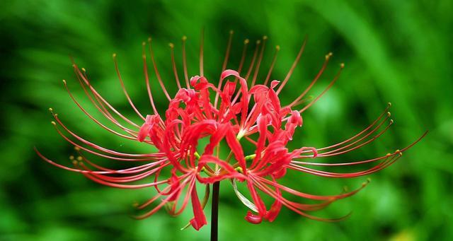 笛花的花语寓意是什么？