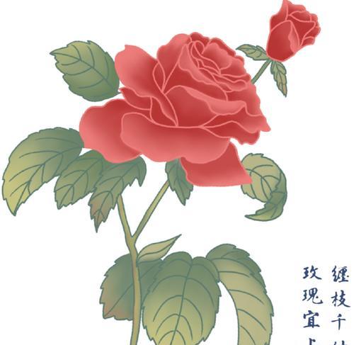 五朵山茶的花语代表什么？