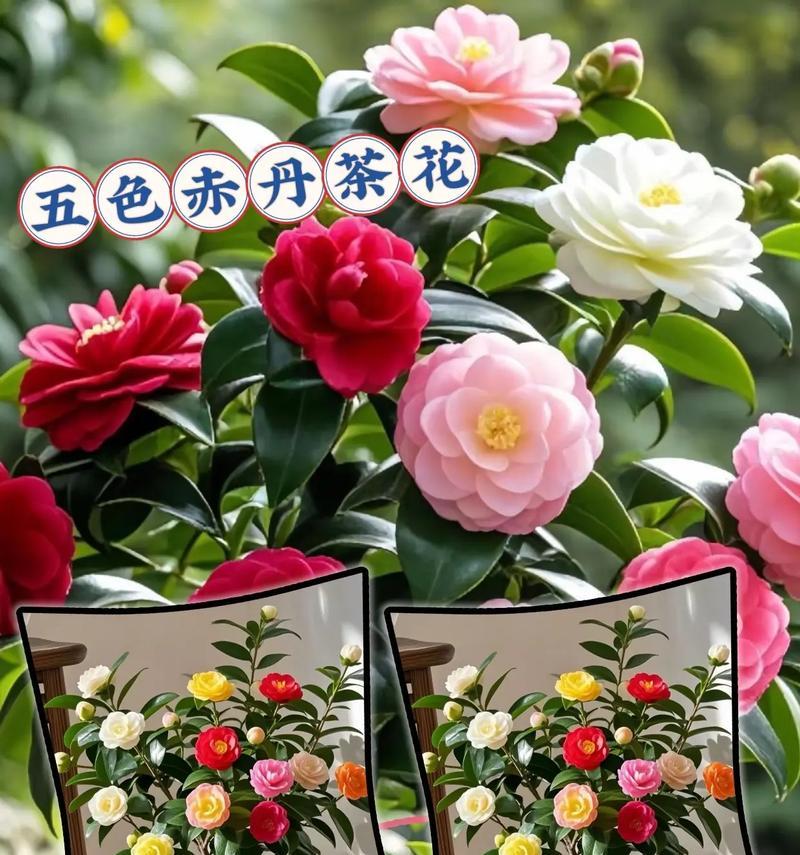 五朵山茶的花语代表什么？