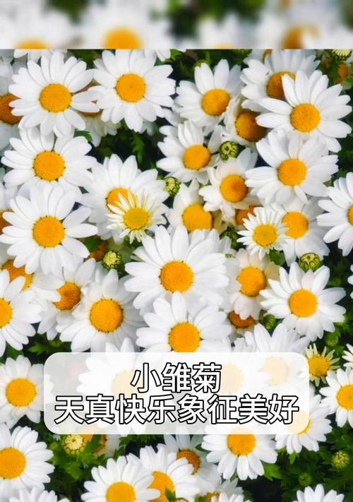 雏菊的花语有哪些美好的含义？