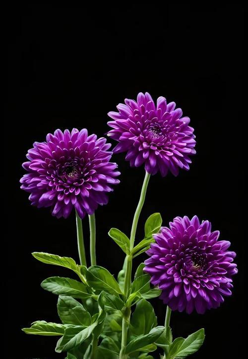 雏菊的花语有哪些美好的含义？