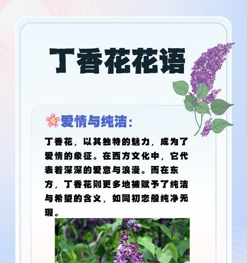 落枫在花语中代表什么？它象征着怎样的情感？