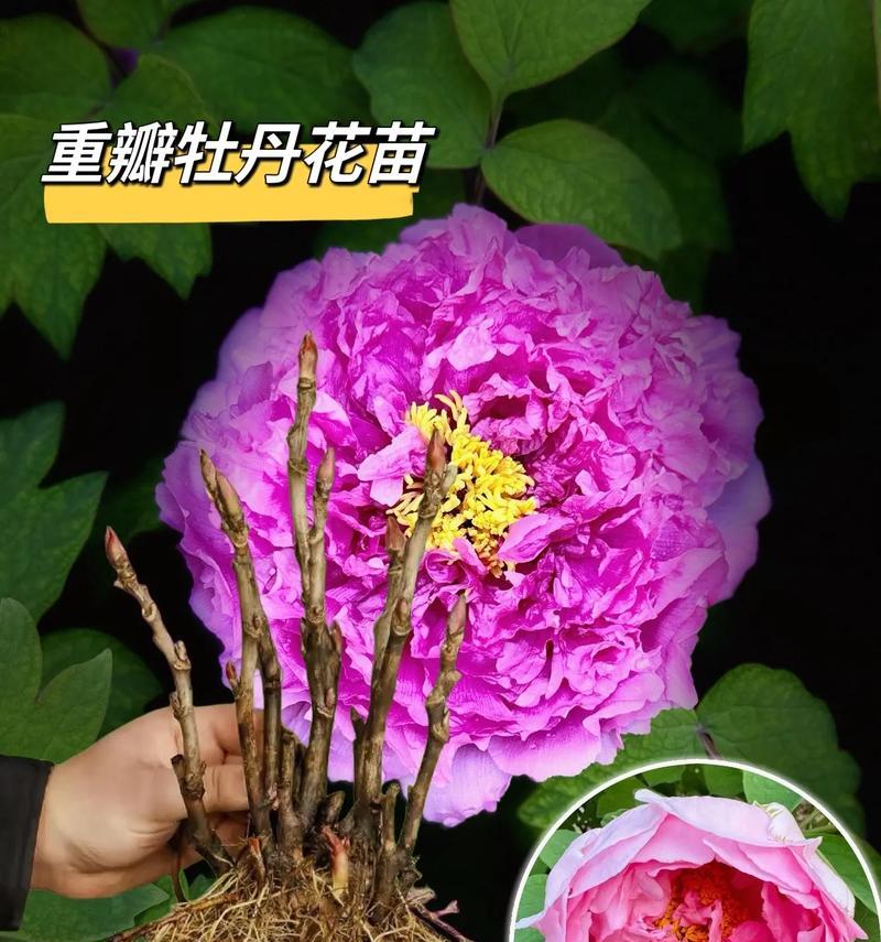 哪种花的花语代表朋友久别重逢？它的含义是什么？