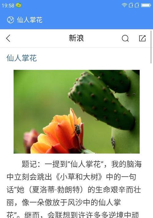 仙人掌的两种花语分别是什么？