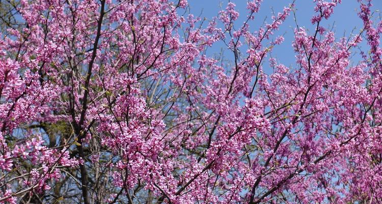 表达对旧爱思念的花语是什么？哪种花代表这种情感？