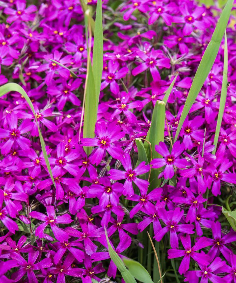 表达对旧爱思念的花语是什么？哪种花代表这种情感？