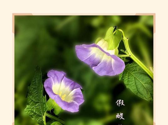 巴西豆花语有何寓意？它象征着什么？