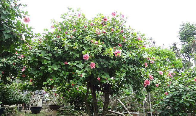 红花树的花语和寓意是什么？红花树象征着什么？